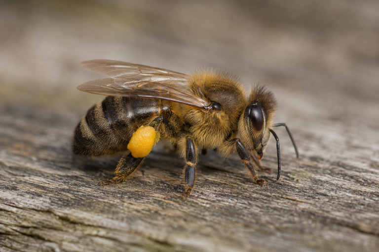 Abeille domestique, corps brun roux et poilu, pelotes de pollen aux pattes