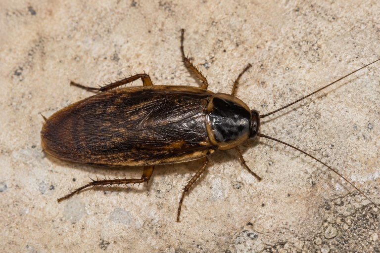 Blatte des jardins du genre Ectobius, petite, brun clair, pronotum uni