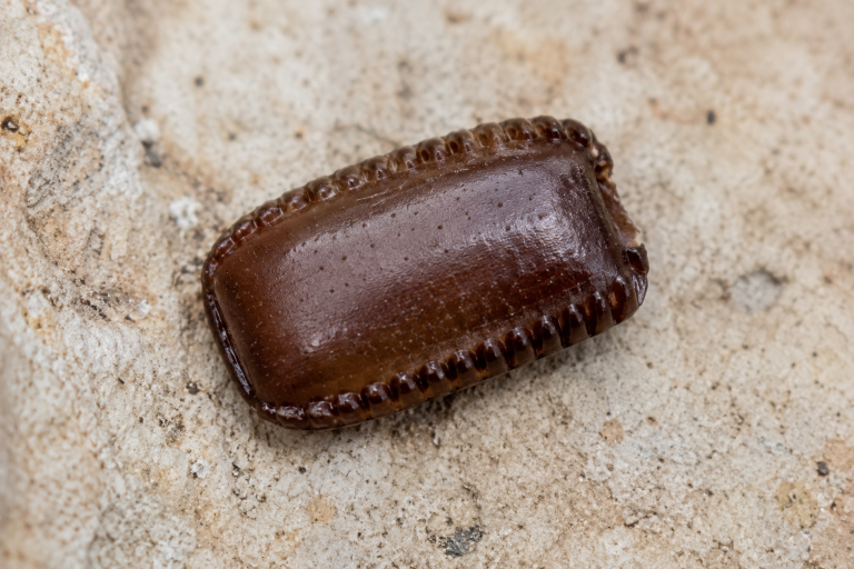 Oothèque de blatte germanique, capsule brune allongée et striée