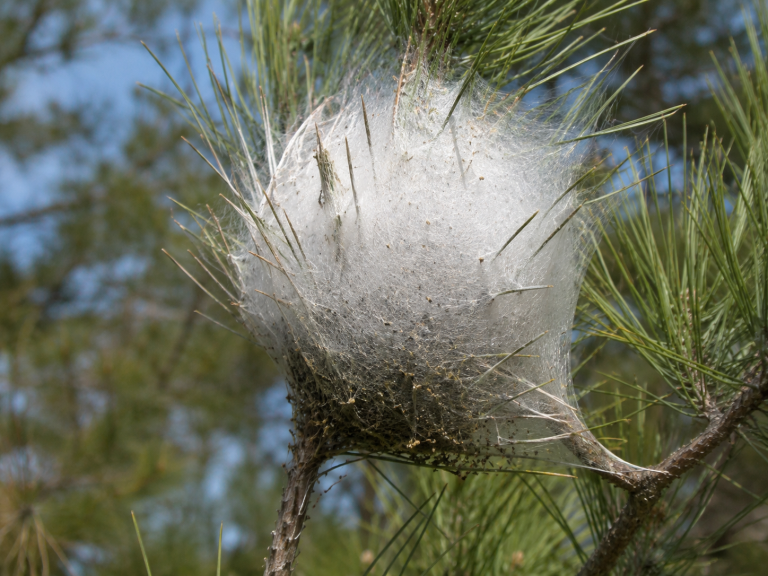 Nid de soie blanc de chenilles processionnaires sur une branche de pin