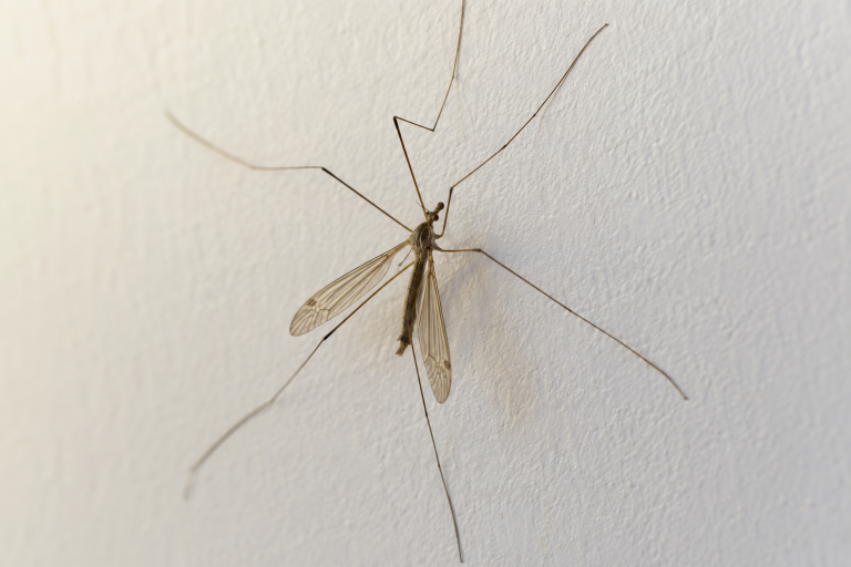 Tipule posée sur un mur, pattes filiformes bien plus longues que le corps