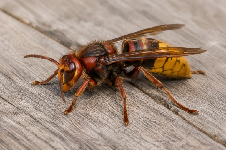Frelon européen, thorax roux brun et abdomen jaune rayé de noir