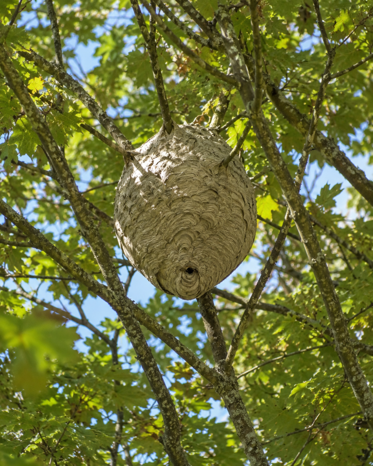 Gros nid de frelon asiatique haut dans un arbre
