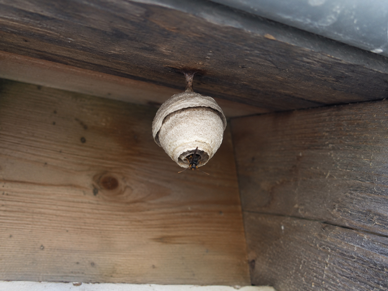 Petit nid primaire de frelon asiatique sous un abri au printemps