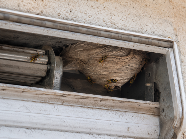 Nid de guêpes installé dans un coffre de volet roulant