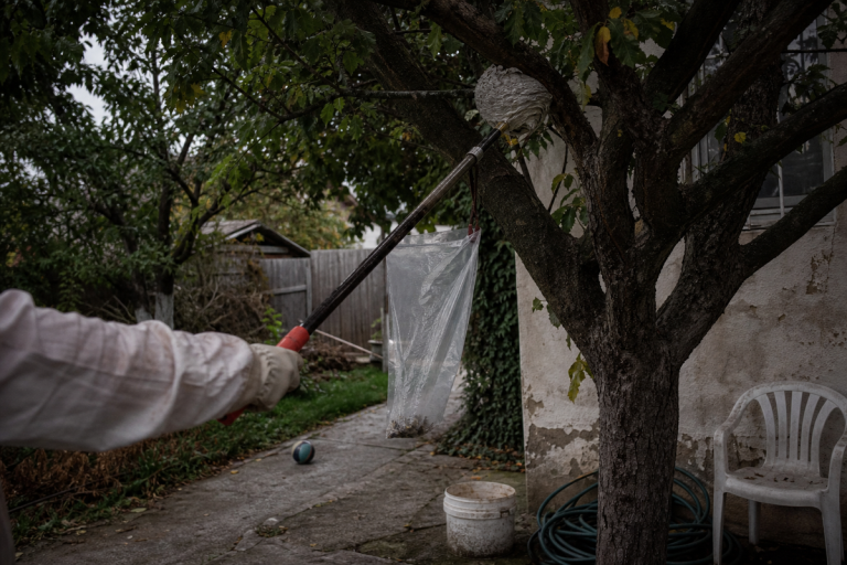 Nid de frelons en hauteur dans un arbre, atteint à la perche télescopique depuis le sol