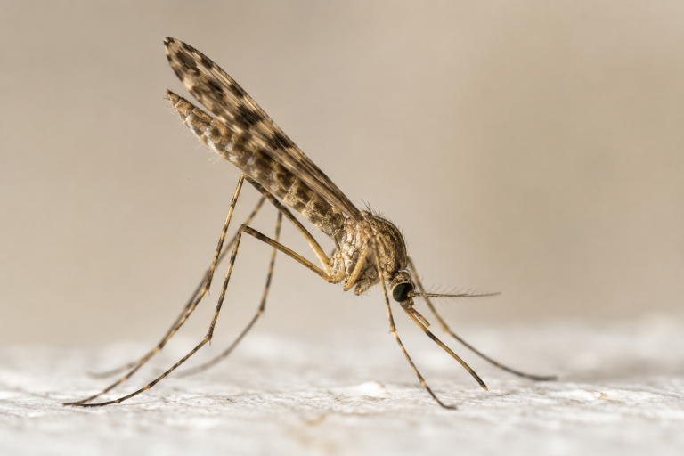 Moustique du genre Anopheles au repos, corps incliné à 45 degrés