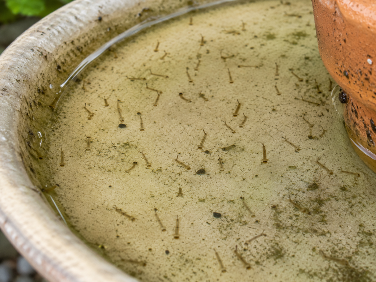 Larves de moustiques suspendues sous la surface d'une eau stagnante