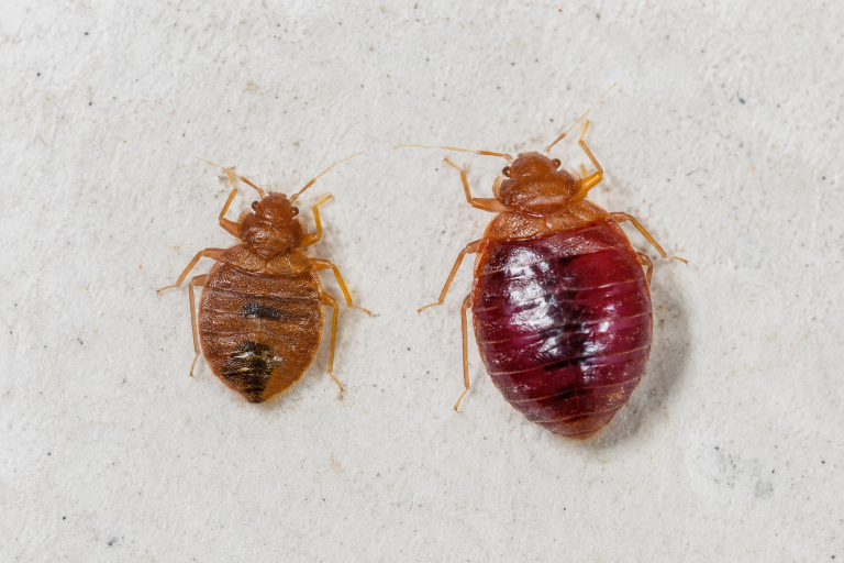 Punaise de lit gorgée de sang, abdomen dilaté et rouge sombre