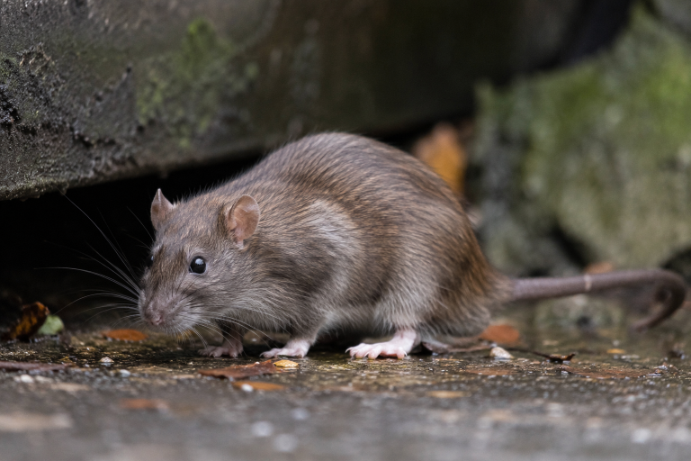 Rat brun ou surmulot, museau épais et petites oreilles