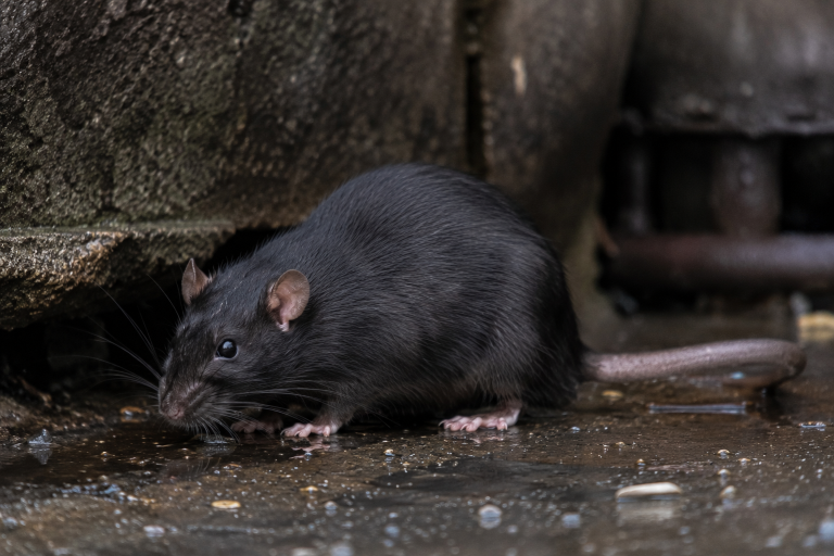 Rat noir, museau pointu, grandes oreilles et longue queue