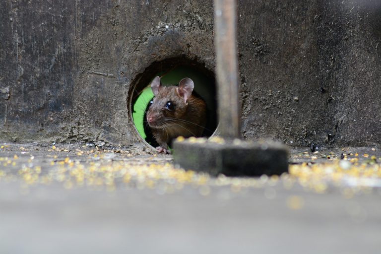 Souris grise, petite, museau pointu et grandes oreilles