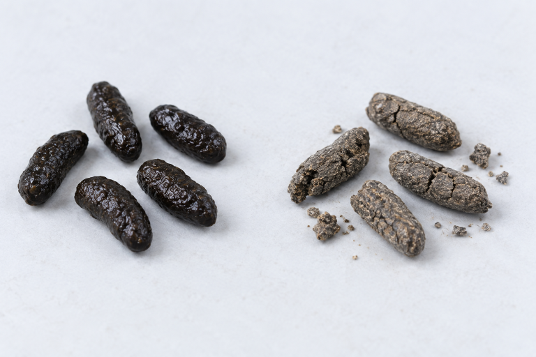 Crottes de rongeur fraîches, noires et luisantes, à côté de crottes anciennes, grises et friables