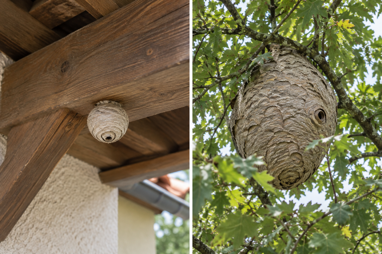 Nid primaire de frelon asiatique sous un abri, et nid secondaire dans un arbre