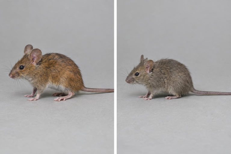 Diptyque montrant un mulot sylvestre et une souris grise de profil sur fond neutre